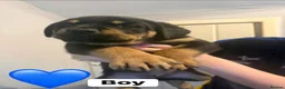 Rottweiler dogs for sale: Last 4 puppies  - Advert 2