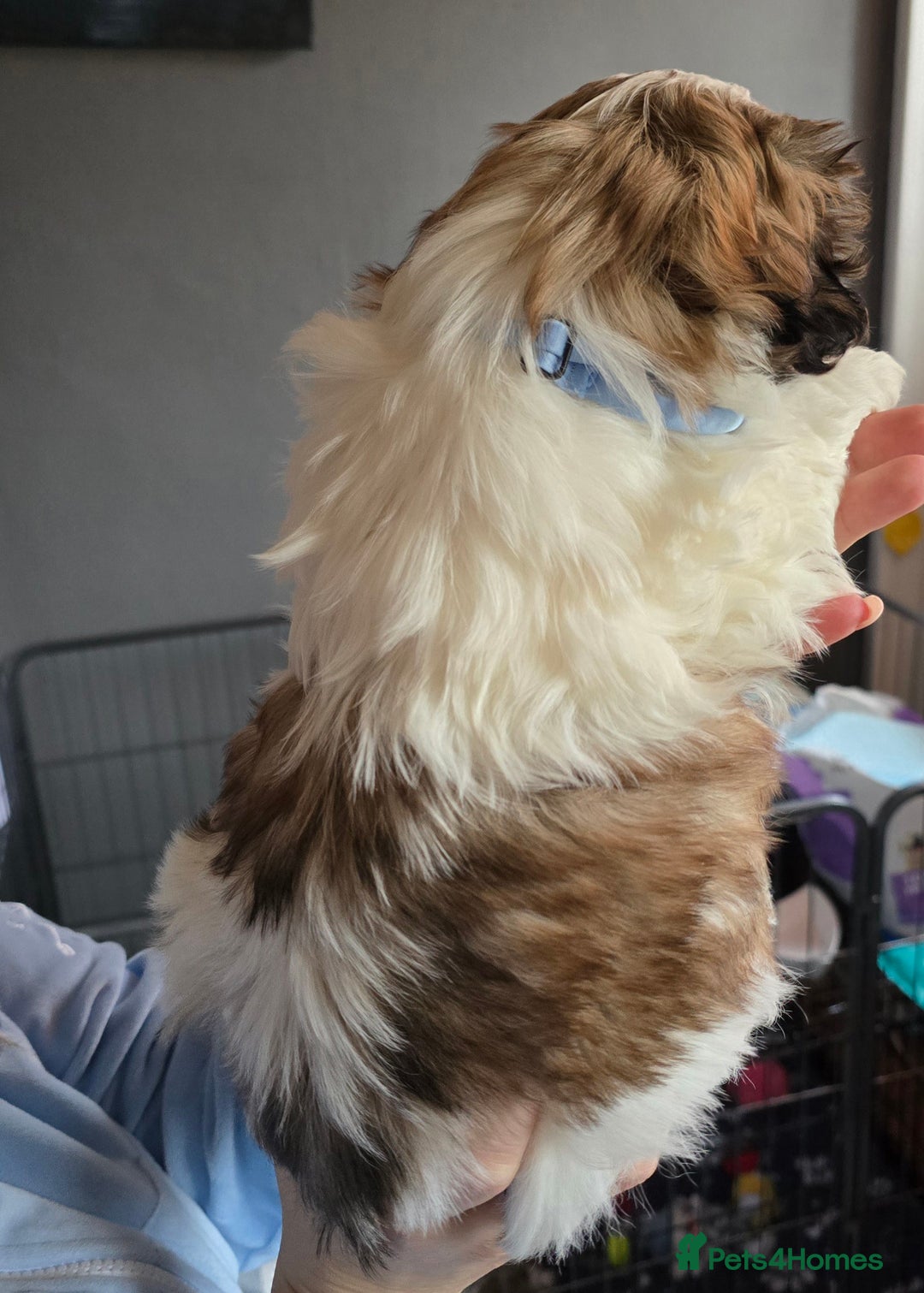 Shih Tzu dogs for sale: Shih Tzu Male puppy for sale - Advert 3