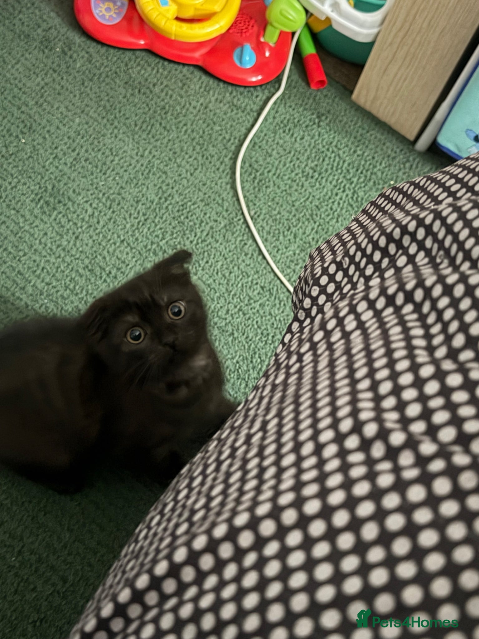 Mixed Breed cats for sale: LAST British ShotHair&ScottishFold Male Kitten - Advert 6