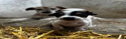 Jack Russell dogs for sale: Beautiful litter of jack Russell’s  - Advert 7