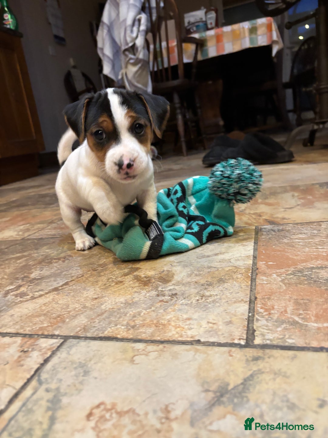 Jack Russell dogs for sale: Jack Russell terrier Pups!  - Advert 11