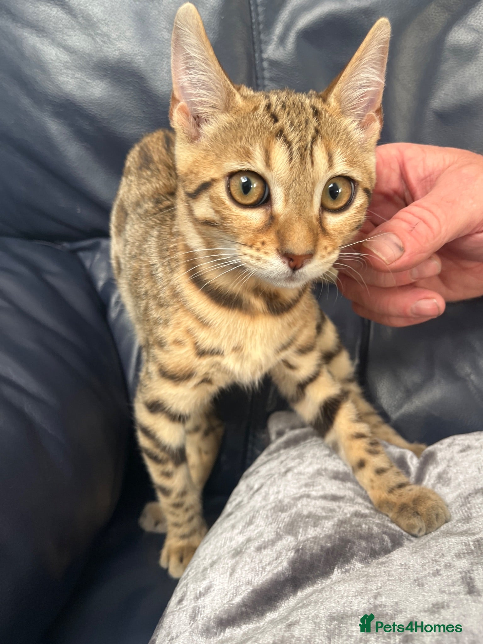 Bengal cats Genuine bengal kitten Tica registered  - Advert 8