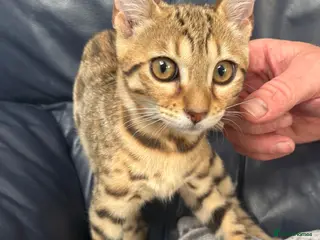 Bengal cats Genuine bengal kitten Tica registered - Advert 8
