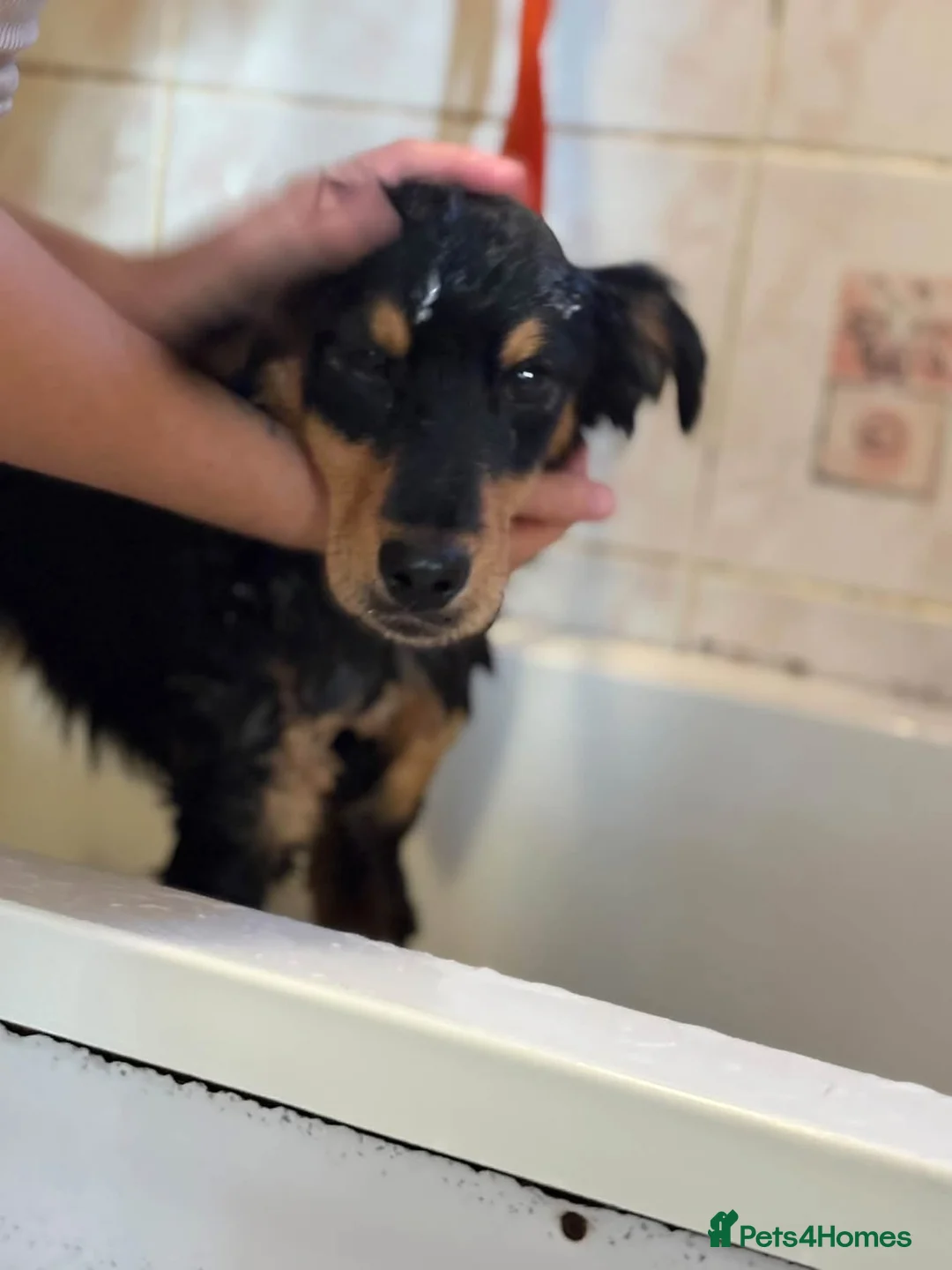 Mixed Breed dogs for adoption: Frank - Norwich norfolk - Advert 13