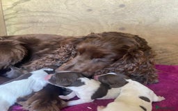 Sprocker dogs for sale: Sprocker puppys  - Image 9