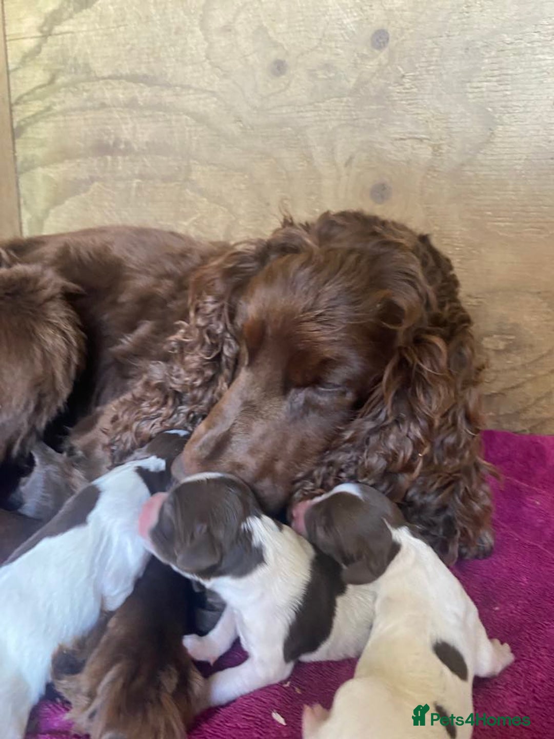 Sprocker dogs for sale: Sprocker puppys  - Image 9