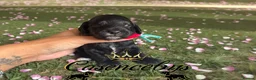 Cockapoo dogs for sale: STUNNING DNA CLEAR F1 miniature cockapoos - Advert 7