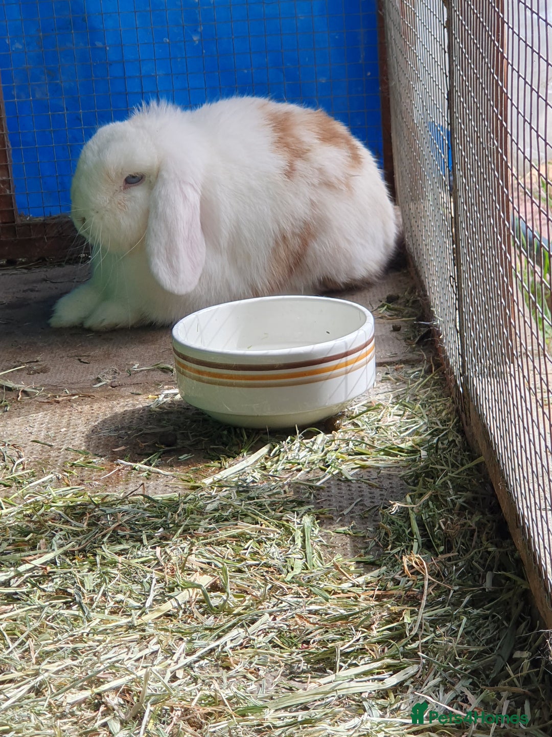 Mini Lop rabbits for sale: Spayed/neutered rabbits for adoption - Image 6