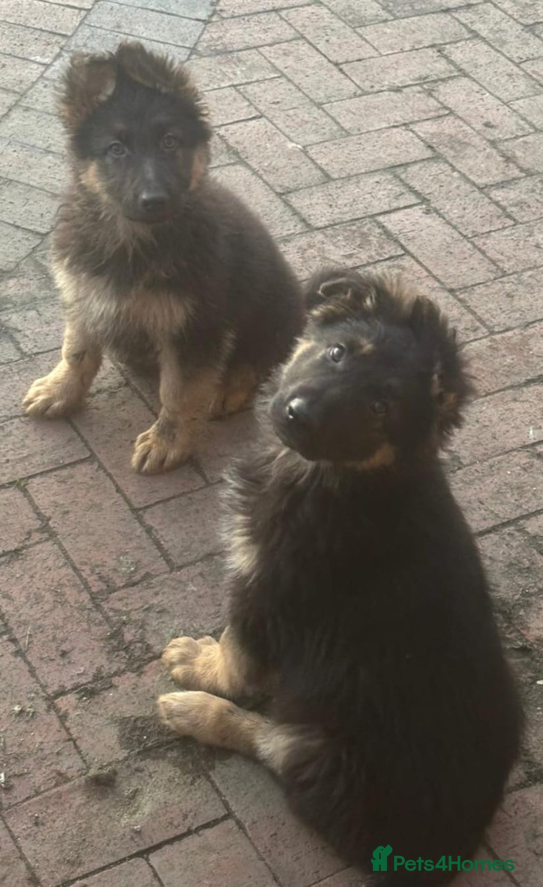 German Shepherd dogs for sale: Kc registered German Shepard pups - Advert 6