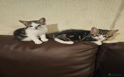 Mixed Breed cats for sale: 3 kittens for sale 2 male 1 female - Image 1