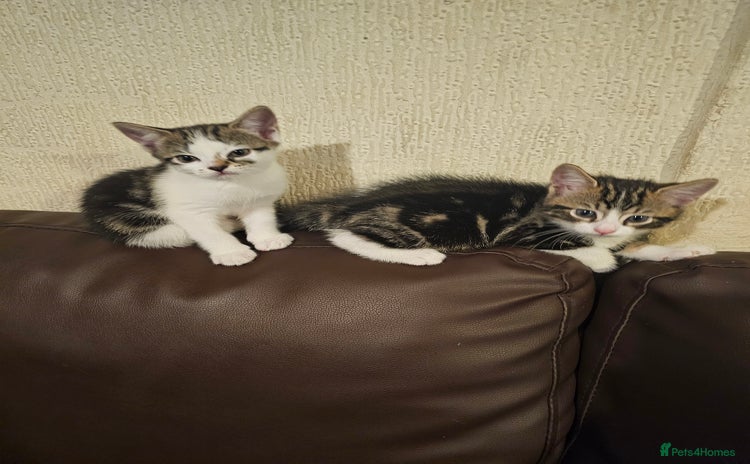 Mixed Breed cats - Advert 5
