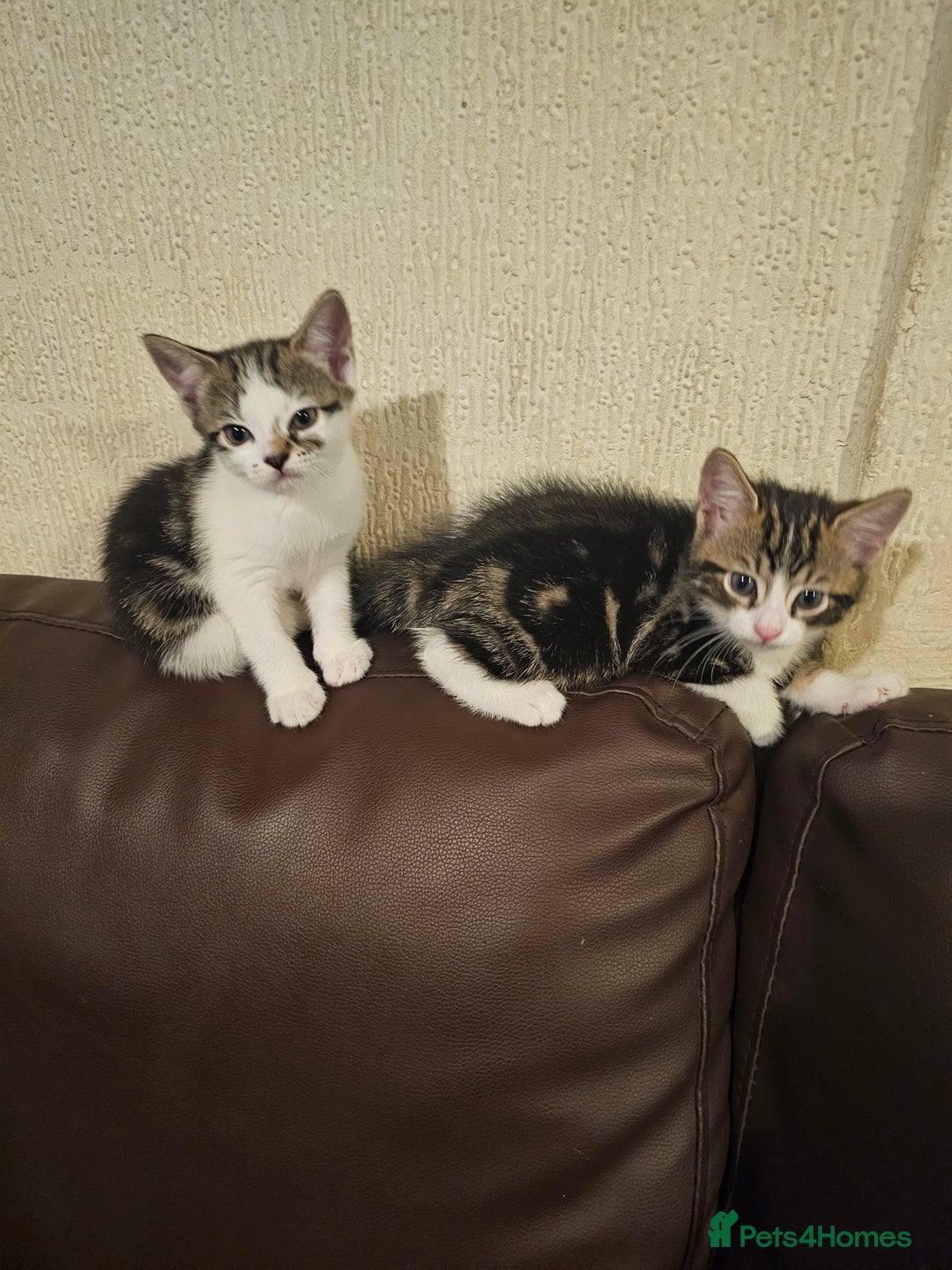 Mixed Breed cats for sale: 3 kittens for sale 2 male 1 female - Image 1