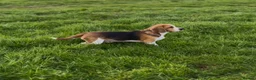 Beagle dogs for sale: CRACKER THE BEAUTIFUL BEAGLE  - Advert 6