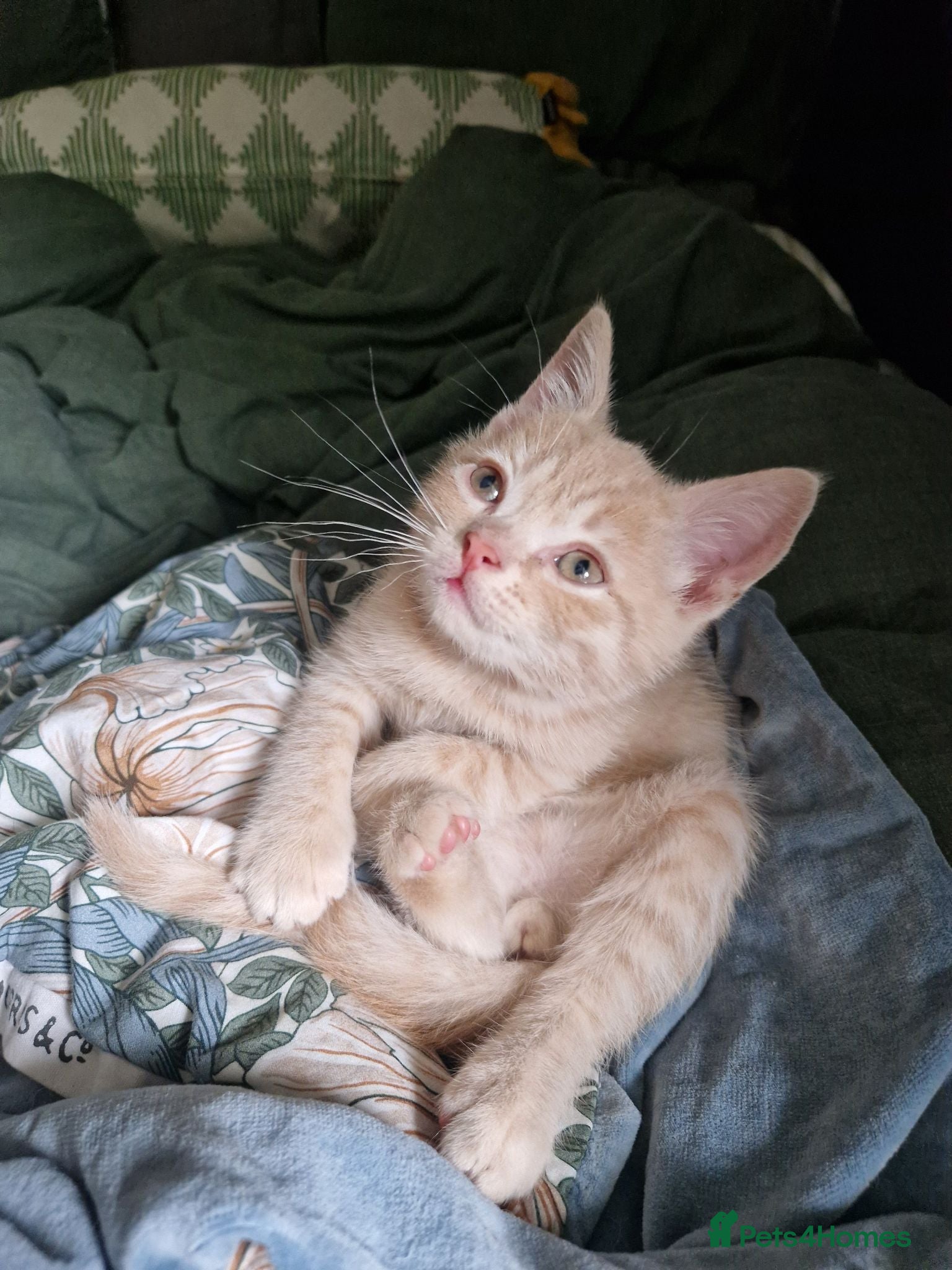 British Shorthair cats Tofu - blonde british short hair kitten - Advert 9