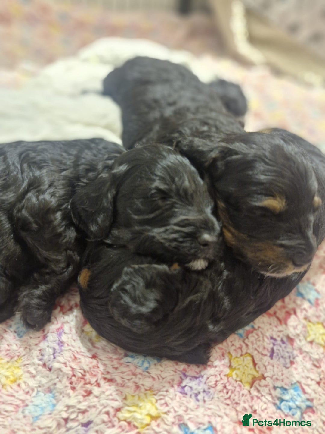 Cockapoo dogs for sale: Miniature cockapoo puppies  - Advert 10