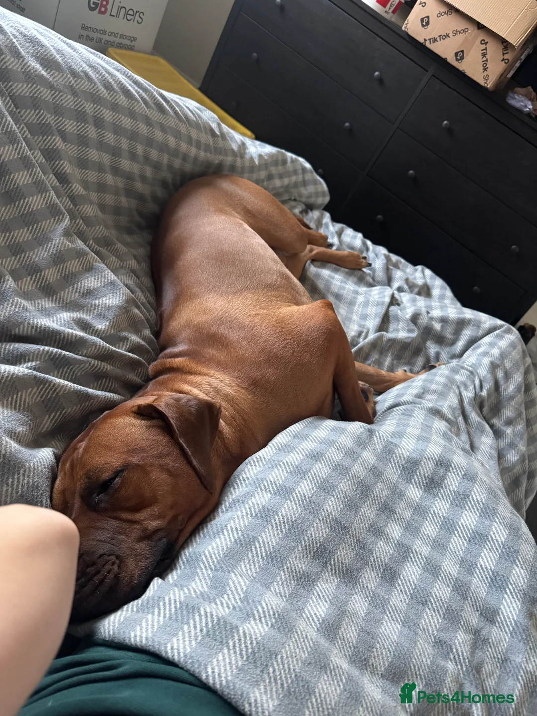 Rhodesian Ridgeback dogs for sale: Rhodi the ridgeback - Advert 5