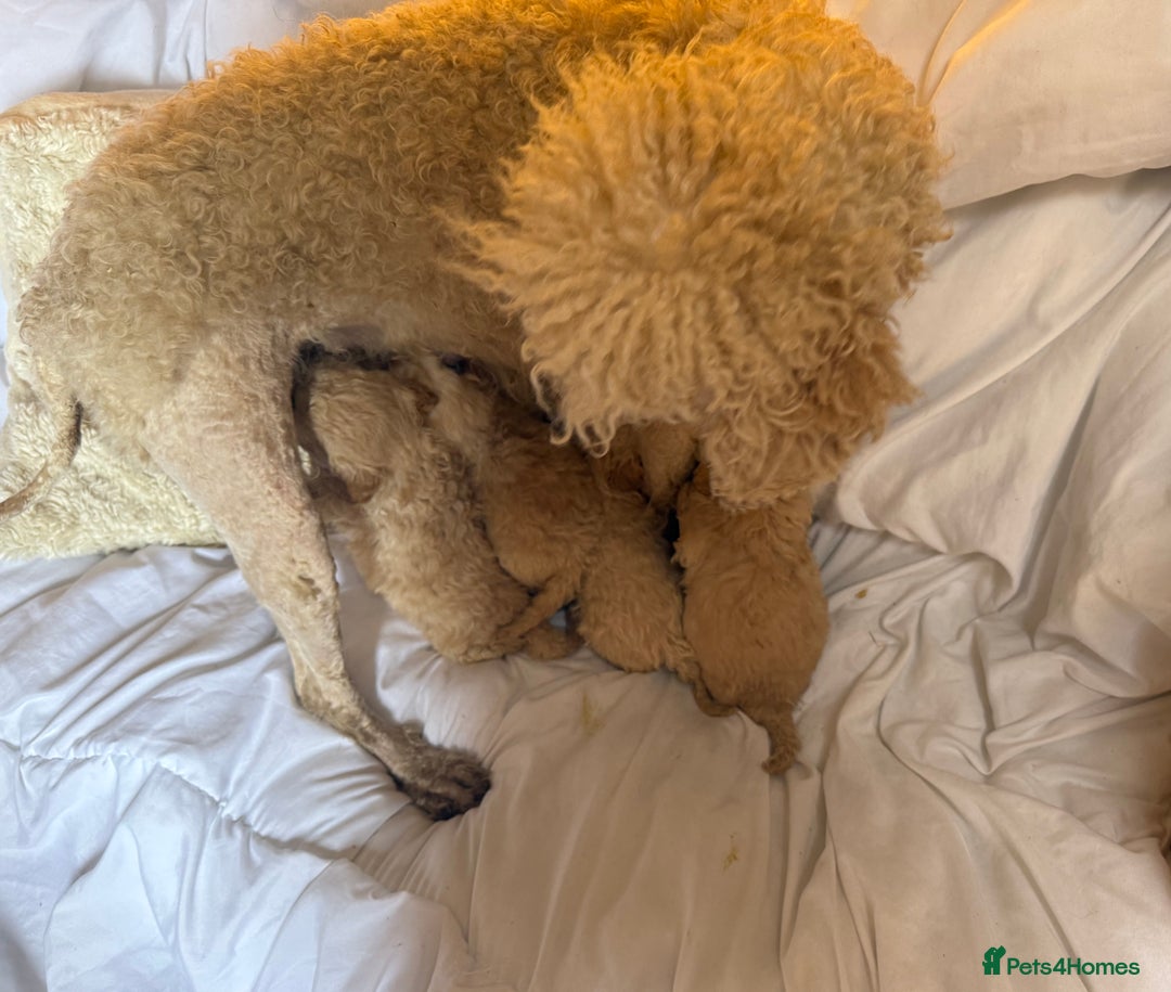 Mixed Breed dogs for sale: minature goldendoodles  - Image 10