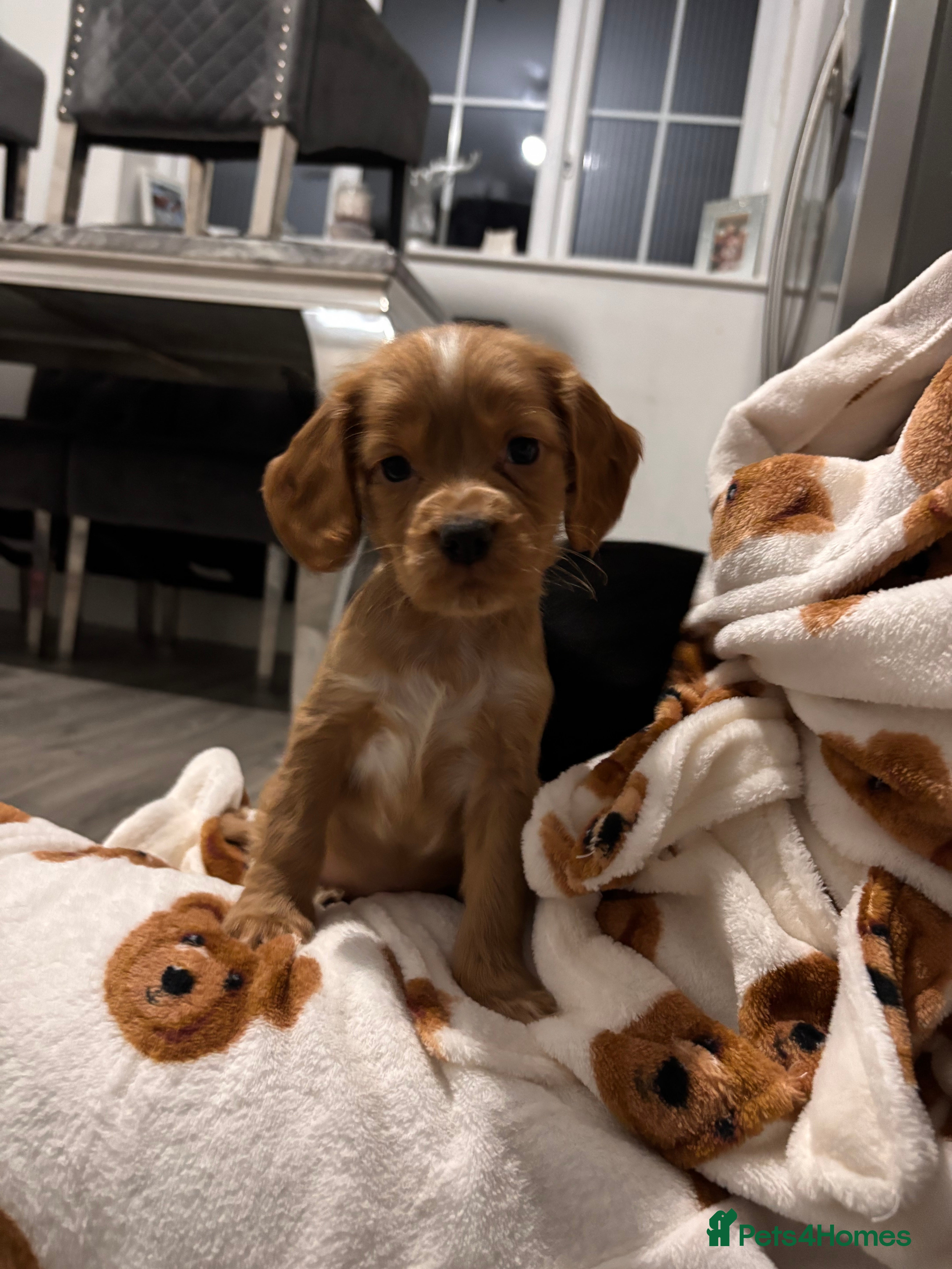 Cocker Spaniel dogs Gorgeous cocker spaniel puppies - Advert 4