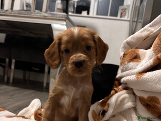 Cocker Spaniel dogs Gorgeous cocker spaniel puppies - Advert 4