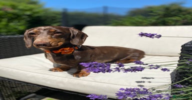 Miniature Dachshund dogs - Advert 4