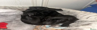 Mixed Breed 4