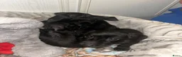 Mixed Breed dogs for sale: Beautiful miniature poodle - Advert 3