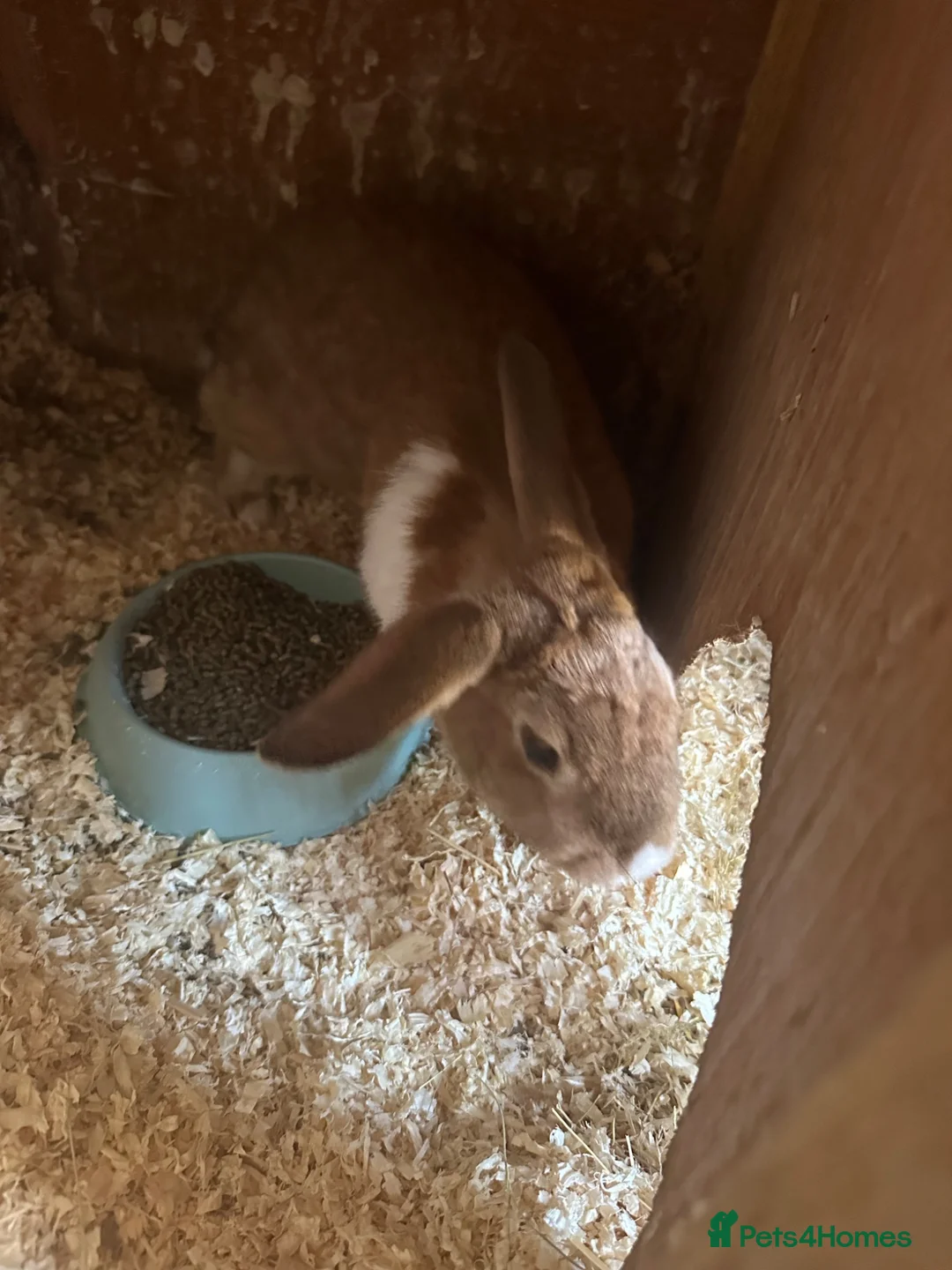 Mixed Breed rabbits for sale: Fudge needs a loving home  - Advert 2