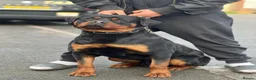 Rottweiler dogs for sale: Pure German Rottweiler Male For Sale  - Advert 3