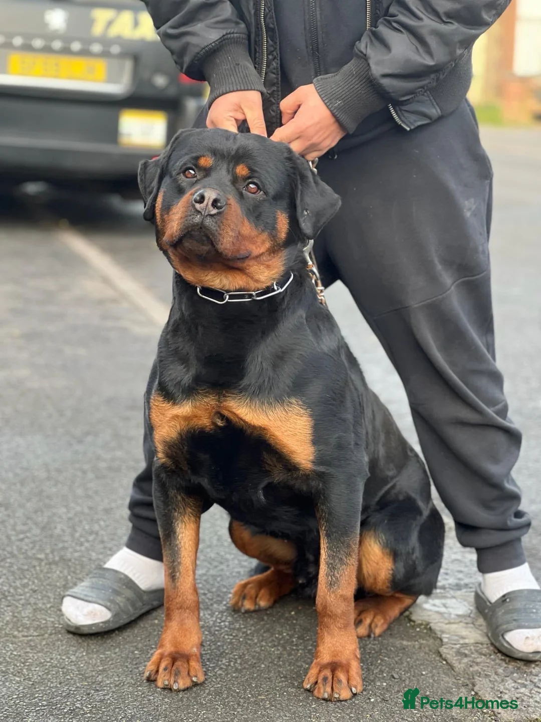 Rottweiler dogs for sale: Pure German Rottweiler Male For Sale  - Advert 3
