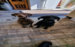 Labradoodle dogs for sale: Mother and daughter  - Image 6