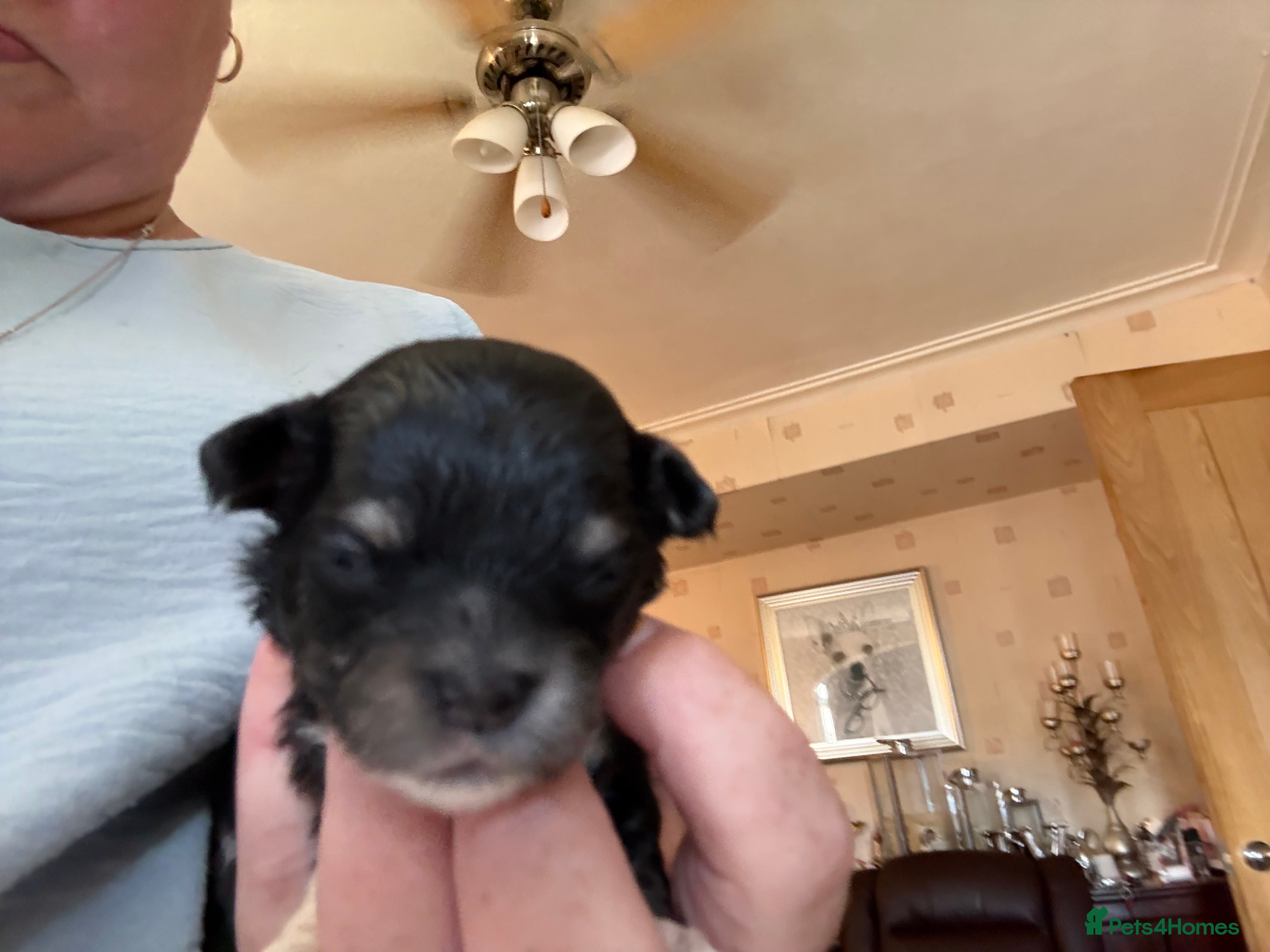 Chihuahua dogs Chihuahua boys left born wed 10th June  - Advert 14