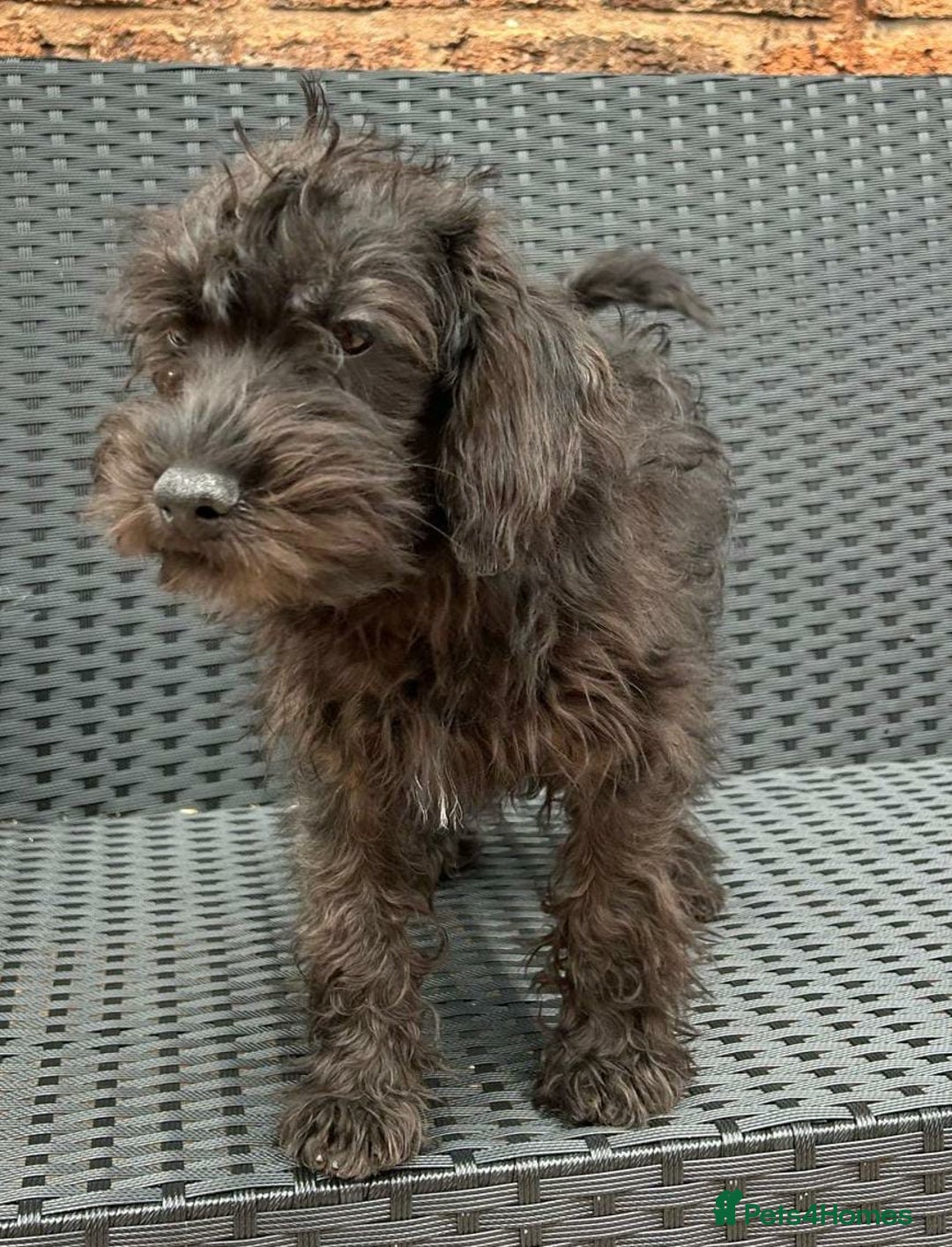 Mixed Breed dogs for sale: READY NOW MERLE SCHNOODLES HEALTH TESTED  in Tipton - Image 2