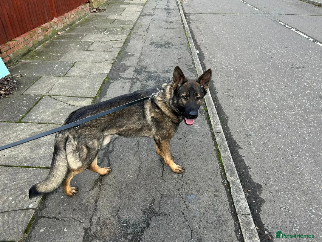 German Shepherd dogs for sale: German Shepherd GSD working line  - Advert 5