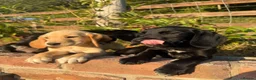 Cockerdor dogs for sale: Female Cockerdor puppy Labrador X Cocker Spaniel  - Advert 16