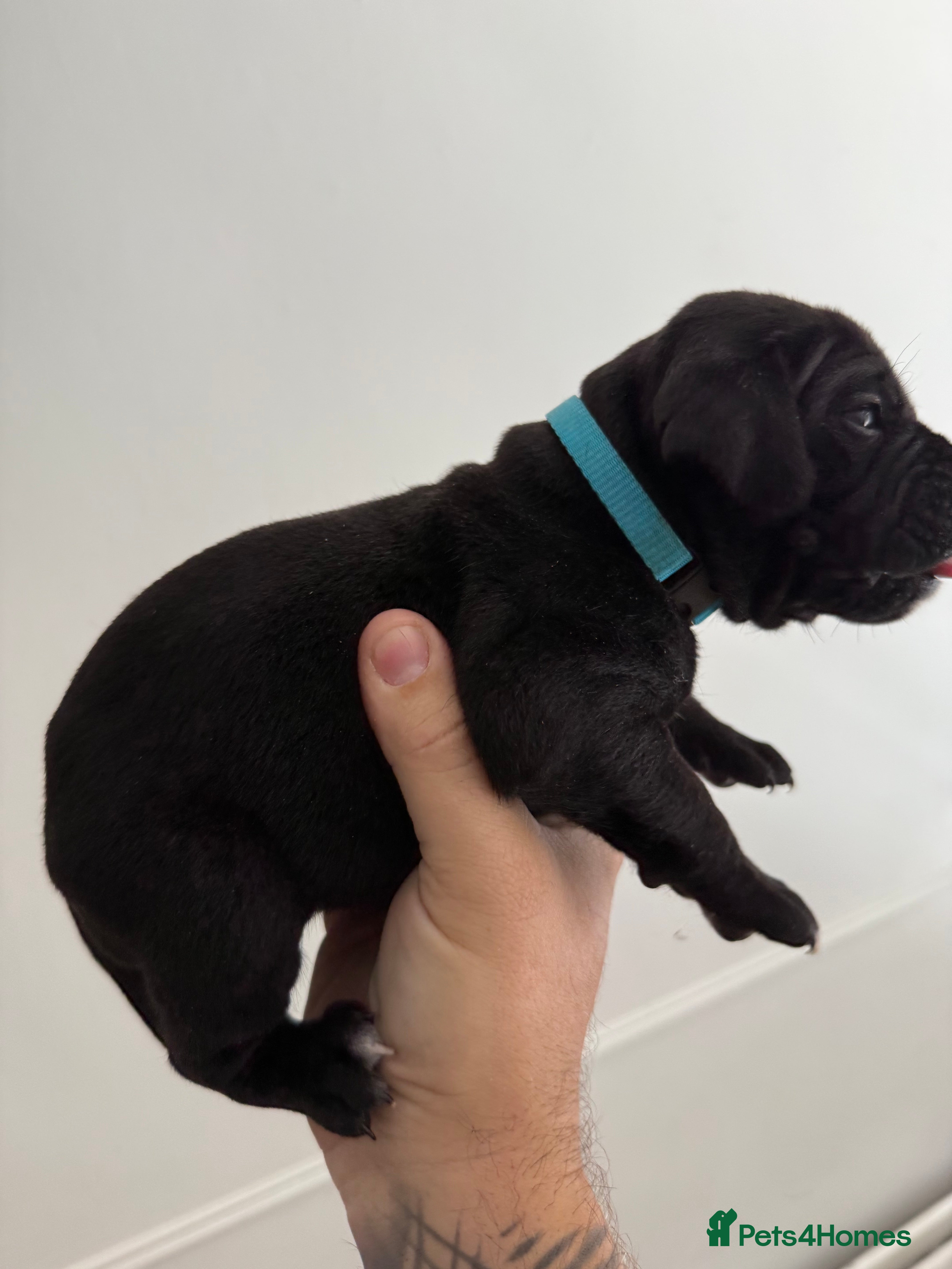 Cane Corso dogs Cane corso puppies - Advert 2