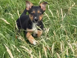 Mixed Breed dogs Lovely Border Collie x Kelpie Pups - Advert 6