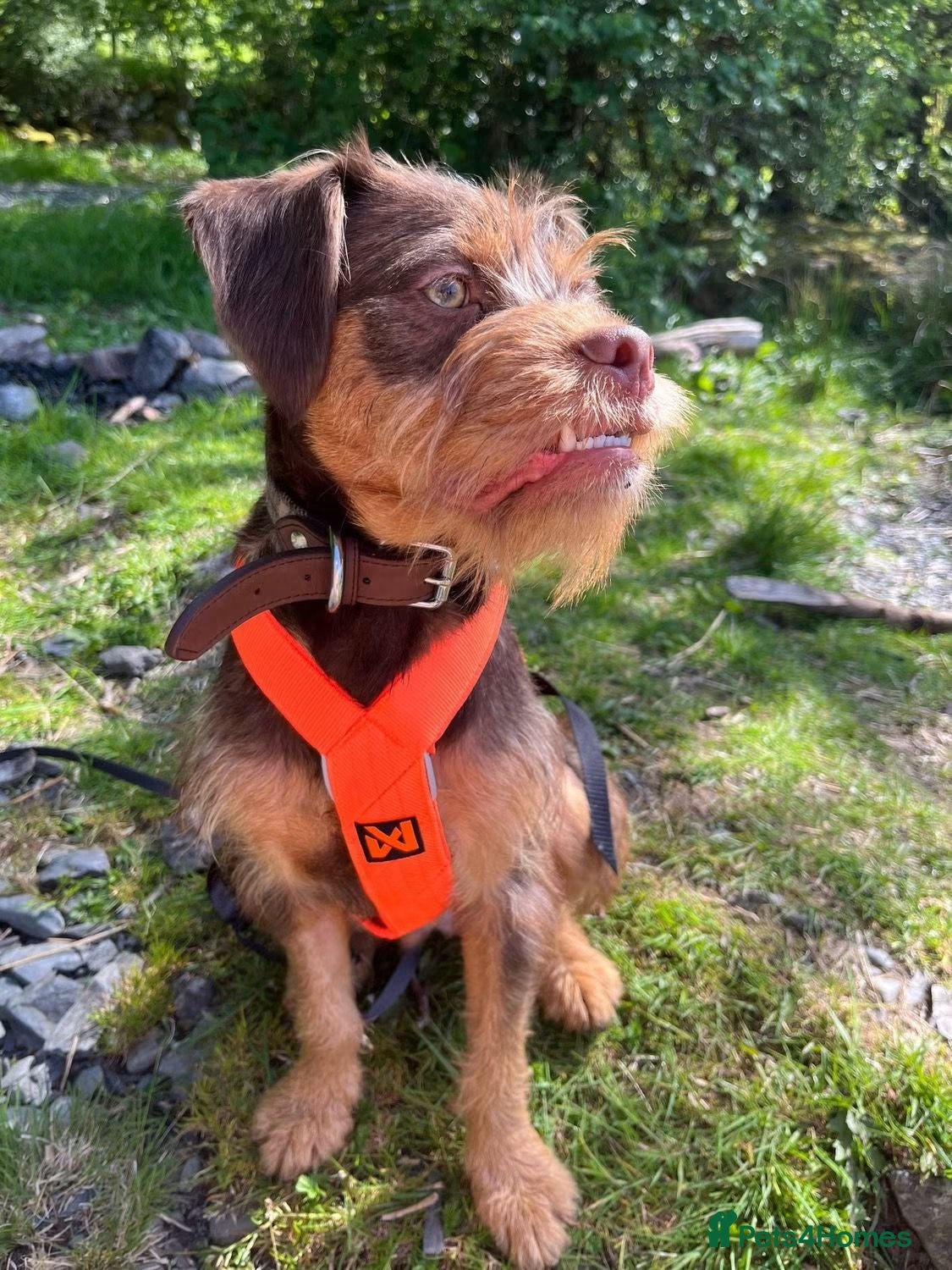 Mixed Breed dogs Bryn looking for his forever home.  - Advert 1