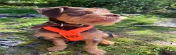 Mixed Breed dogs for sale: Bryn looking for his forever home.  in Wrexham - Advert 1