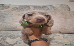 Miniature Dachshund dogs for sale: 5 miniature dachshund - Image 6