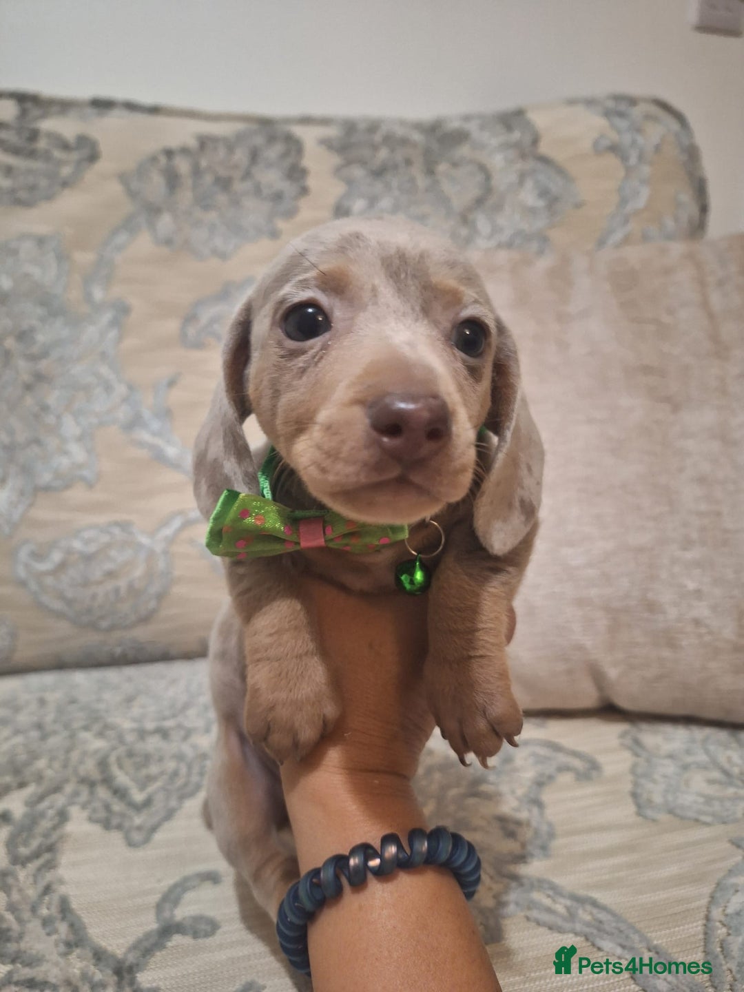 Miniature Dachshund dogs for sale: 5 miniature dachshund - Image 6