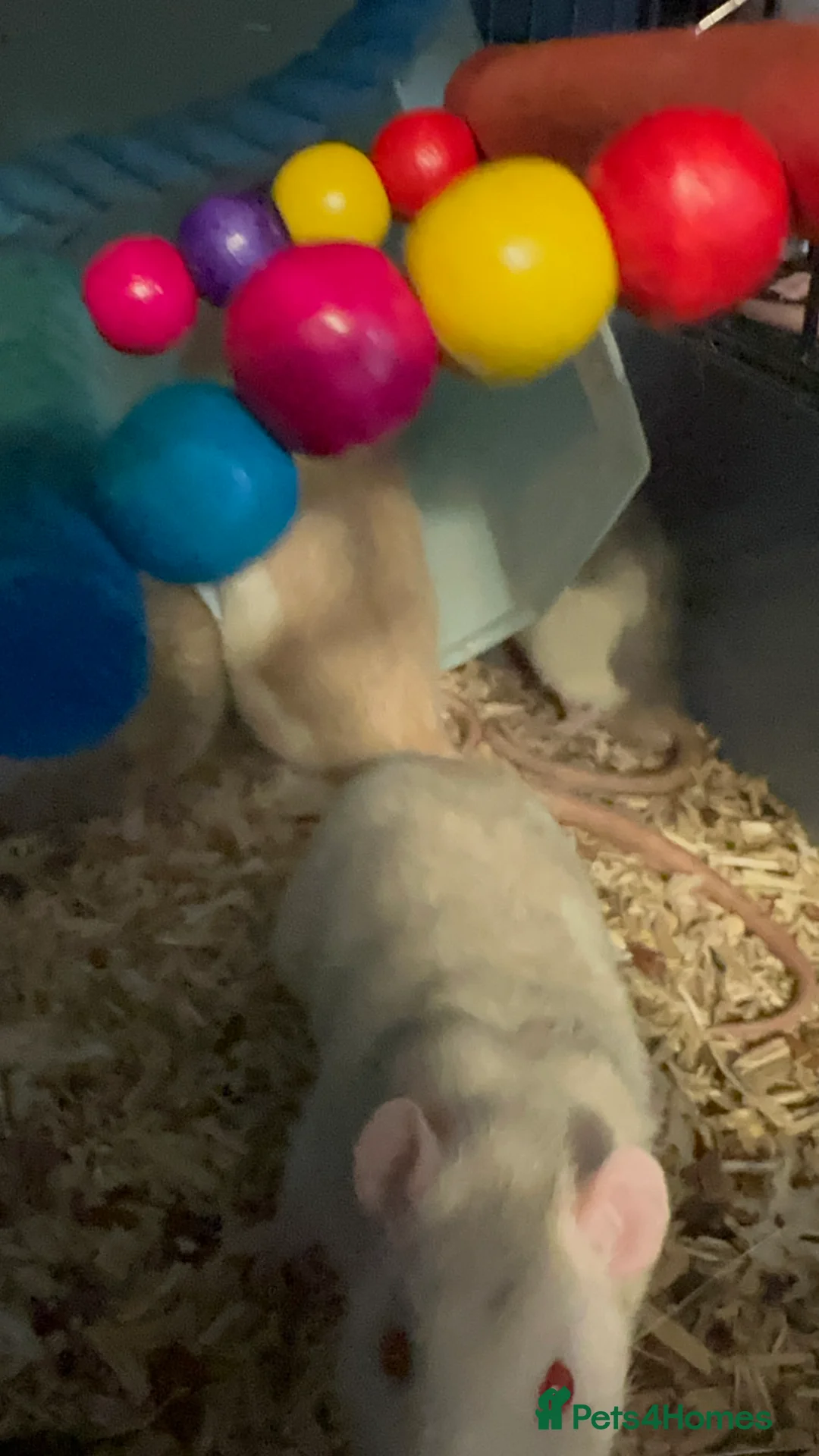 Rat rodents for sale: 5 male Fancy Rats 6 months old - Advert 3