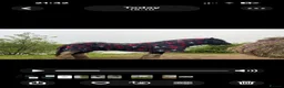 Irish Cob horses for sale: Mini cob gelding for sale  - Advert 13