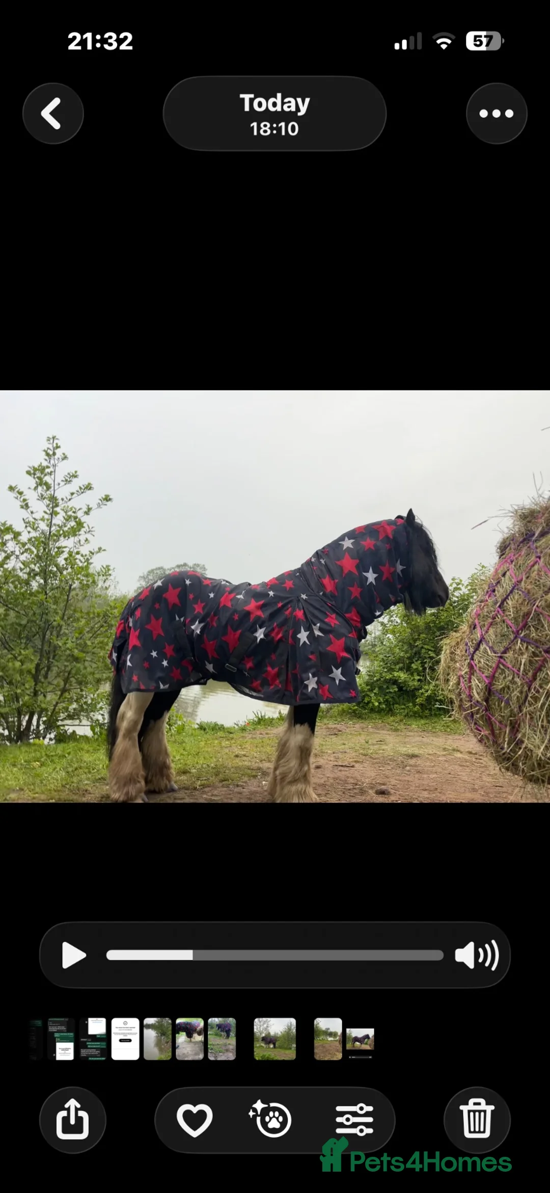 Irish Cob horses for sale: Mini cob gelding for sale  - Advert 13