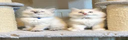 Ragdoll cats for sale: 1 Girl & 2 Boys - TICA Registered - Cuddly, Gentle - Advert 23