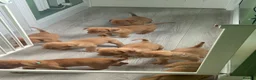 Dogue De Bordeaux dogs for sale: Beautiful Dogue-De-Bordauex Puppies For Sale - Advert 5
