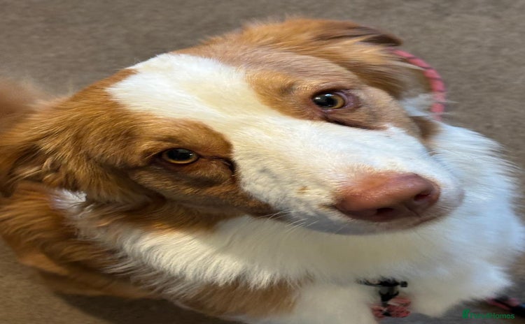 Australian Shepherd dogs in Doncaster - Advert 1