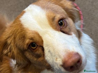 Australian Shepherd dogs in Doncaster - Advert 7