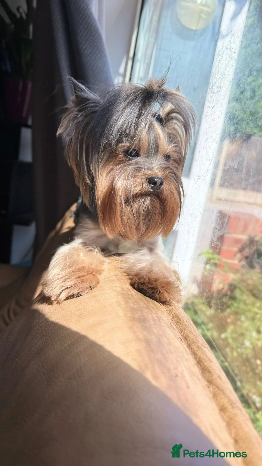 Yorkshire Terrier dogs for sale: Exceptional Pure Yorkshire Terrier Boys  - Advert 21
