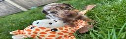 Miniature Dachshund dogs for sale: Miniature dachshund puppies KC REG PRA CLEAR - Advert 4