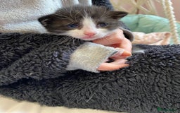 Mixed Breed cats for sale: Four mixed breed kittens for sale - Image 5